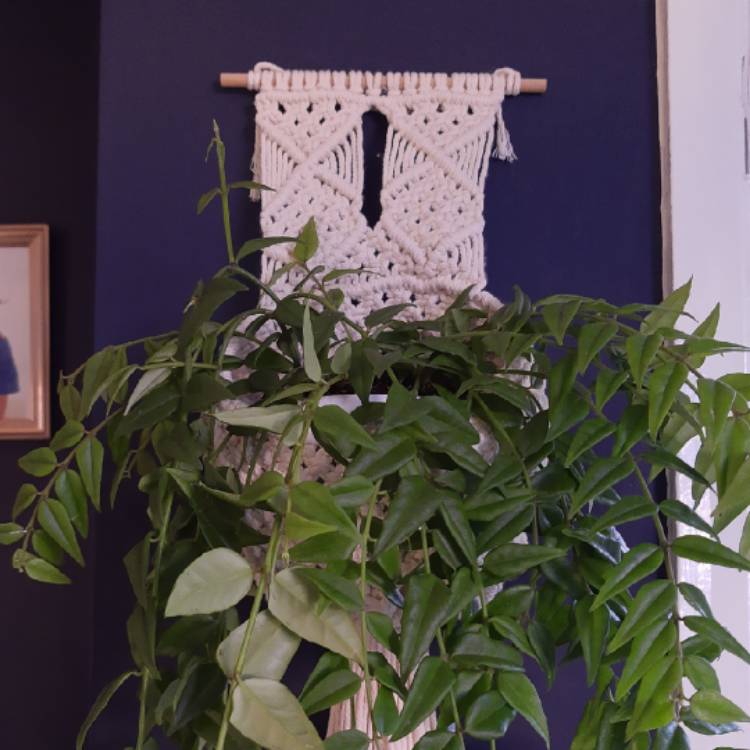 plant image 1421670