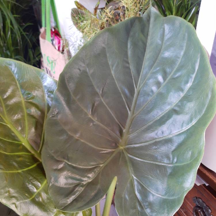 Plant image Alocasia Wentii