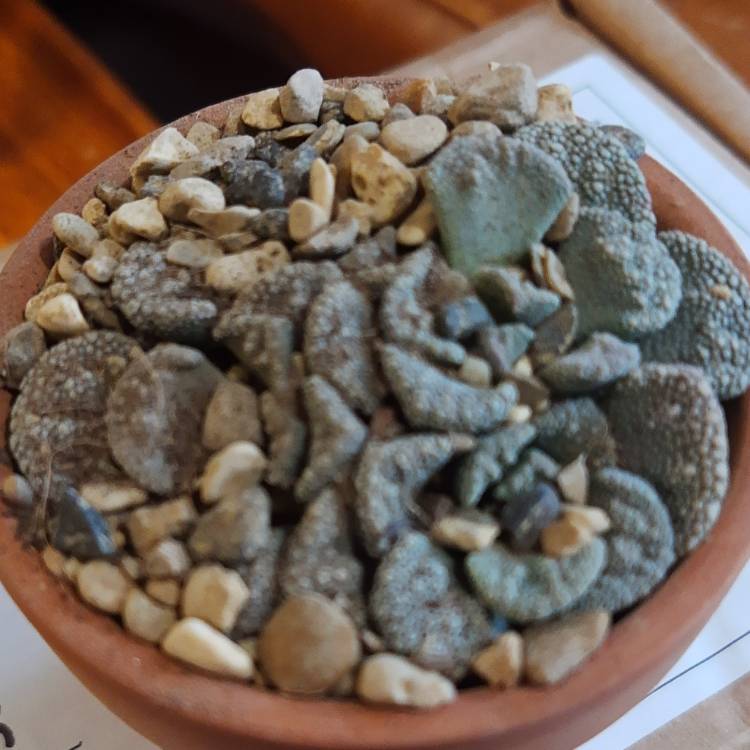 plant image 1443745 plant image 1443745