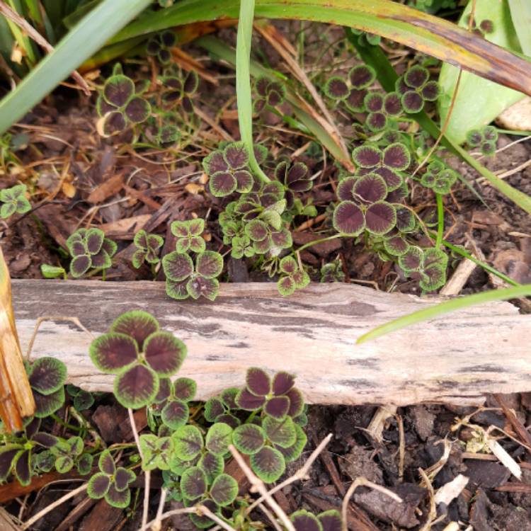 plant image 1468717