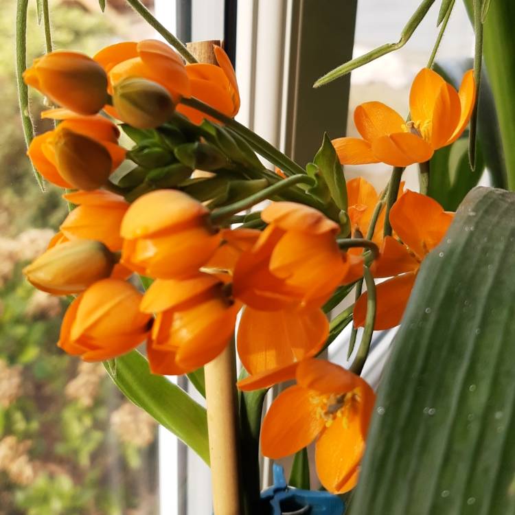 Plant image Ornithogalum 'African Breeze'