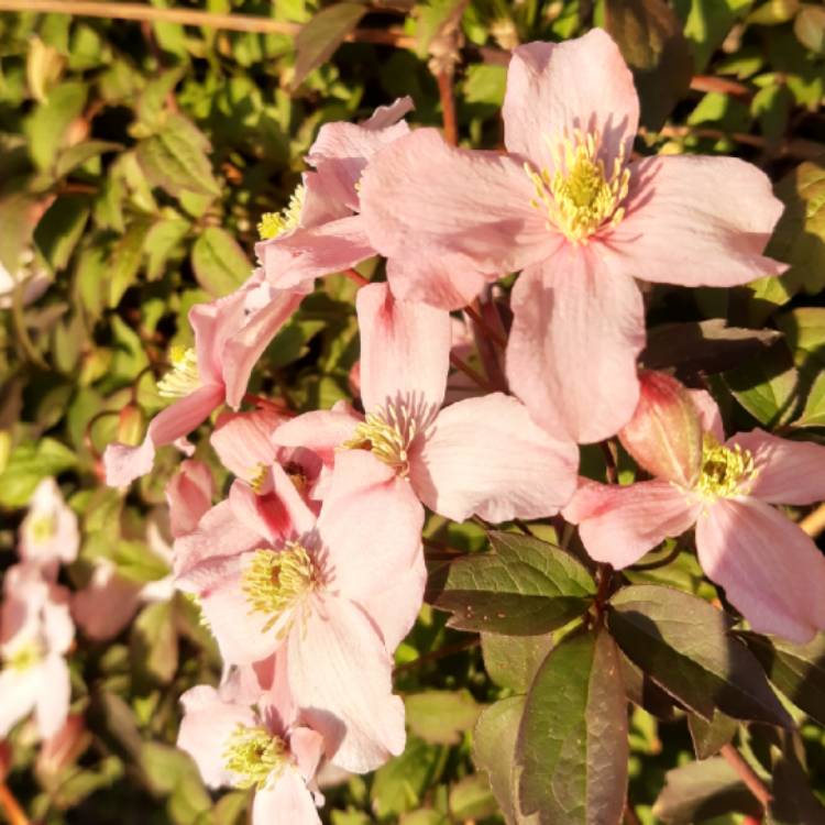 plant image 1473559