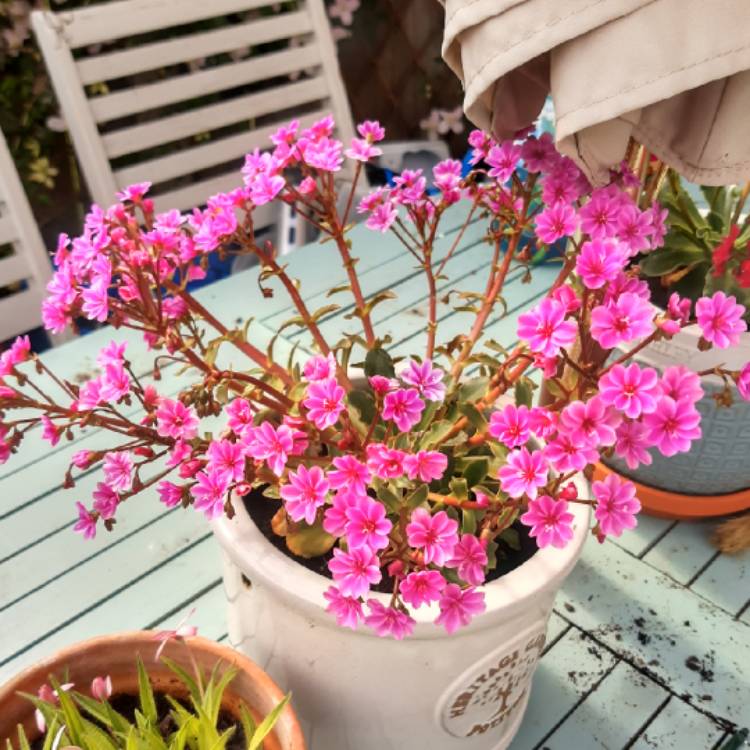 plant image 1483385 plant image 1483385