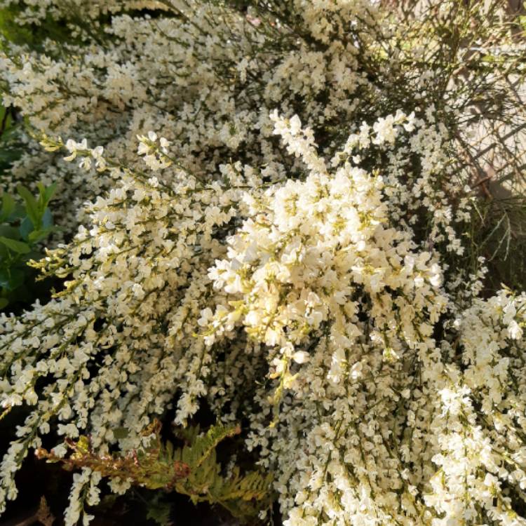plant image 1483659 plant image 1483659