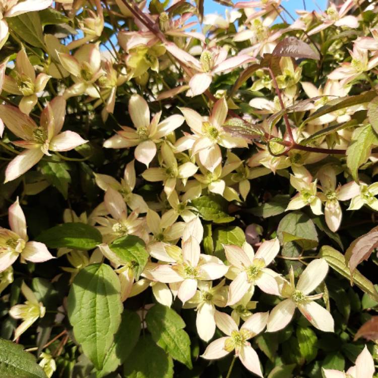 plant image 1483664 plant image 1483664