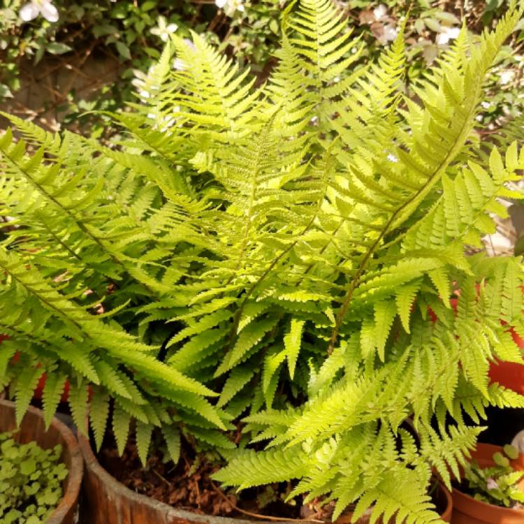 plant image 1487375