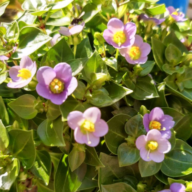 Plant image Exacum Affine