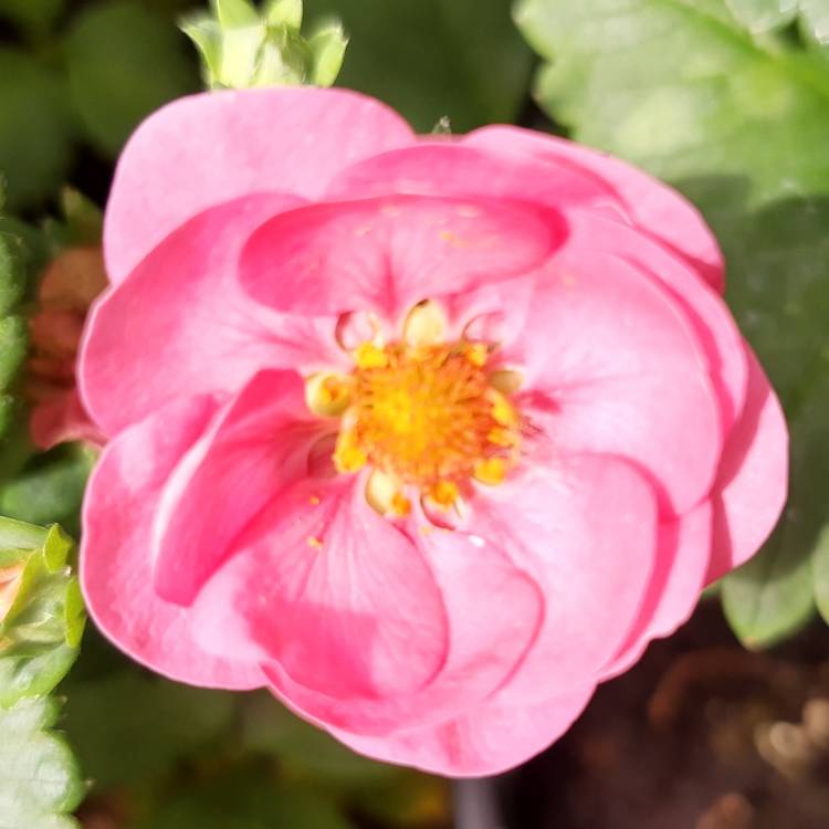 plant image 1496487 plant image 1496487