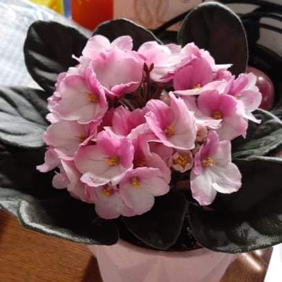 plant image 1497626 plant image 1497626