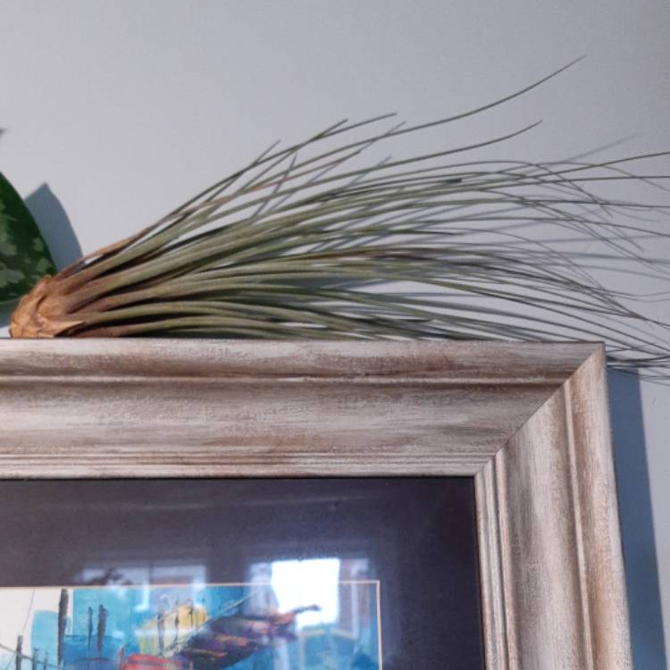 Plant image Tillandsia juncea