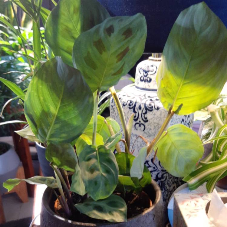 Plant image Maranta leuconeura 'Kerchoveana'