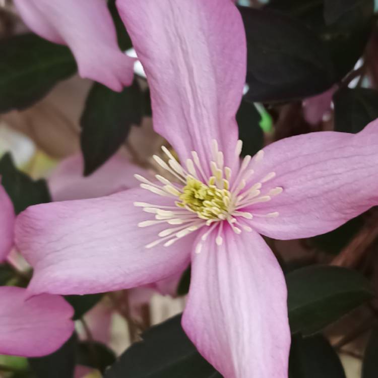 plant image 1582476