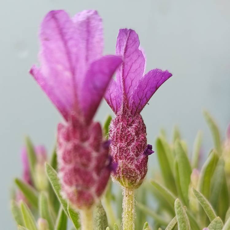 plant image 1583303 plant image 1583303