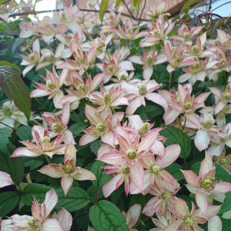plant image 1587493 plant image 1587493