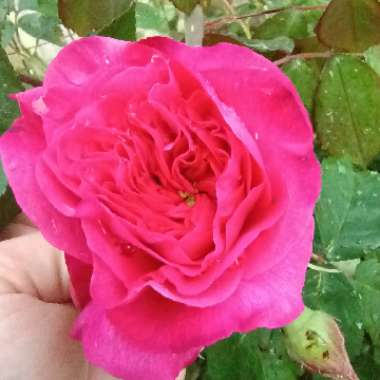 Rose 'Gertrude Jekyll' (Shrub)