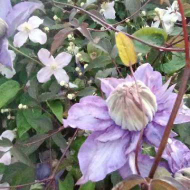 Clematis Multi Blue