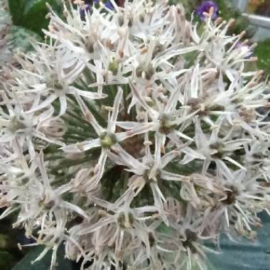 Allium