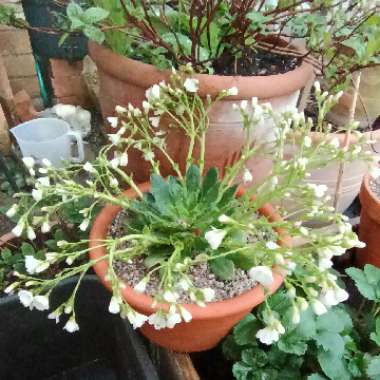 Lewisia Bitter Root