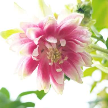 Columbine 'Nora Barlow'
