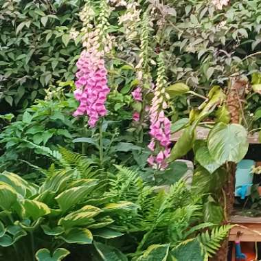 Sarah's garden
