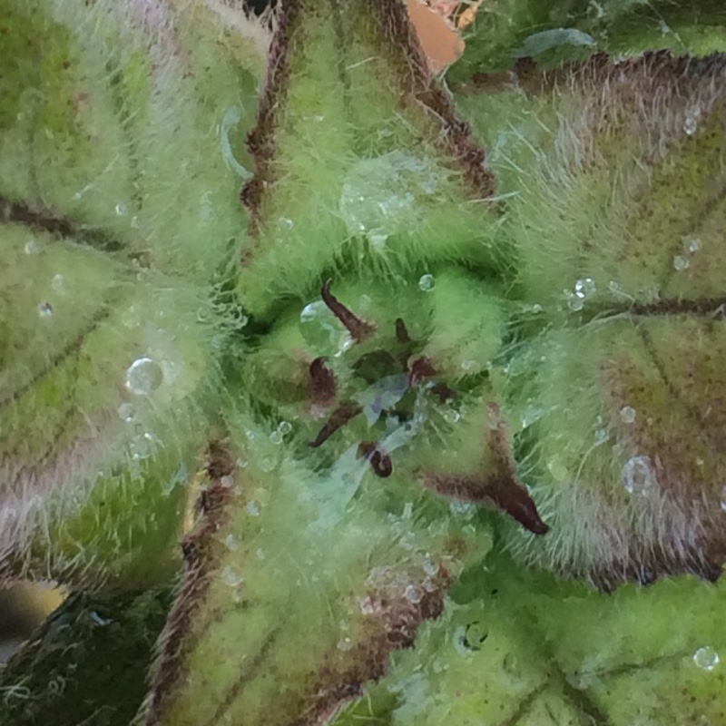 plant image 160755 plant image 160755