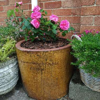 Rose 'Gertrude Jekyll' (Climbing)