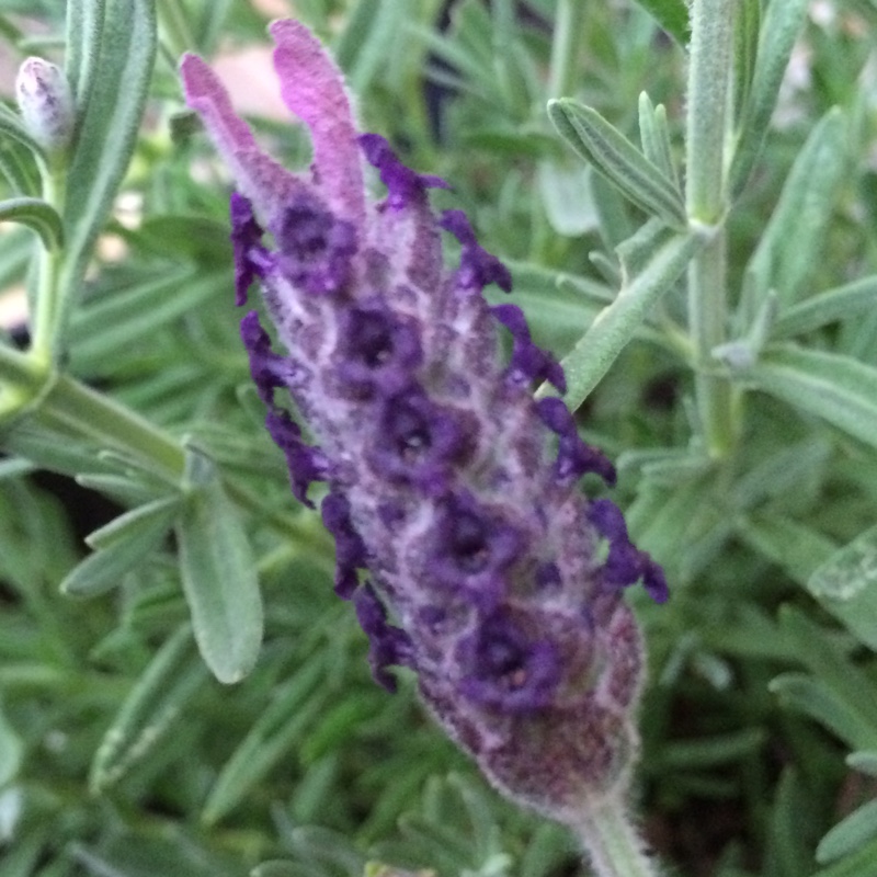 plant image 168222 plant image 168222