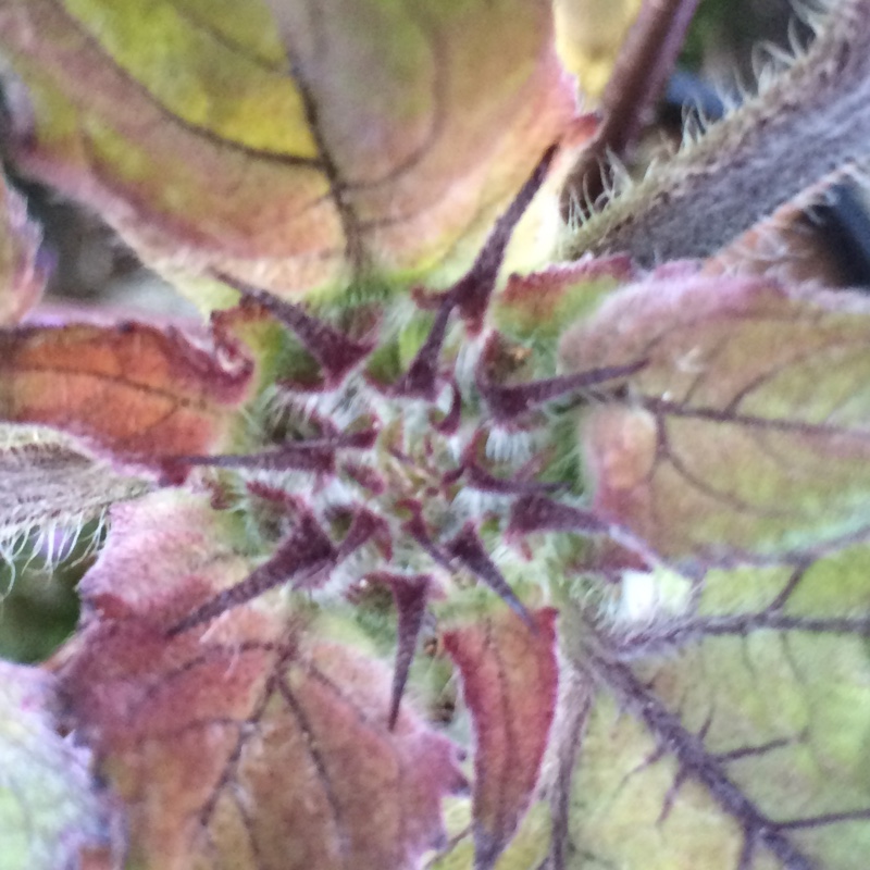 plant image 173112 plant image 173112