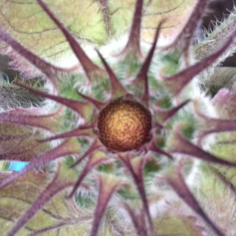 plant image 176265 plant image 176265