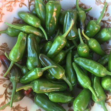 Capsicum Annuum 'Apache'