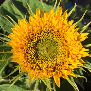 Helianthus annuus 'Teddy Bear'