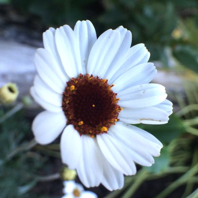Plant image Rhodanthemum 'Casablanca' (Atlas Daisy Series)