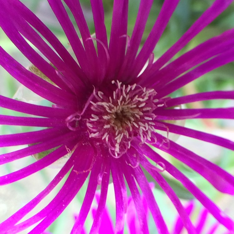 plant image 221627