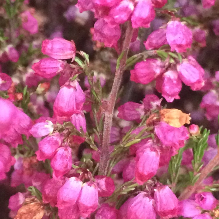 Plant image Erica carnea