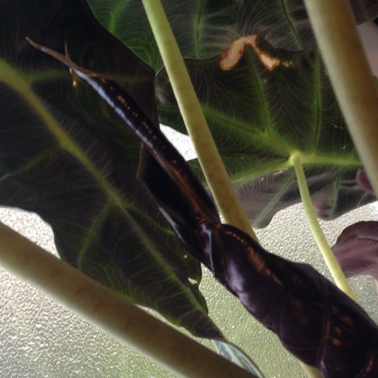 plant image 279179