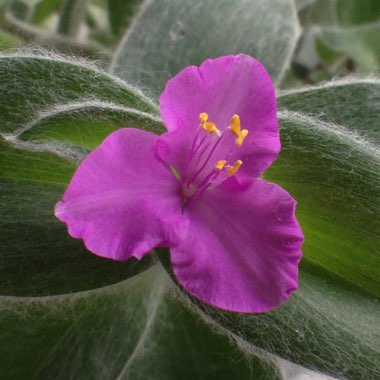 Tradescantia sillamontana