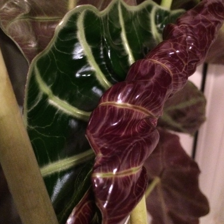 plant image 281780