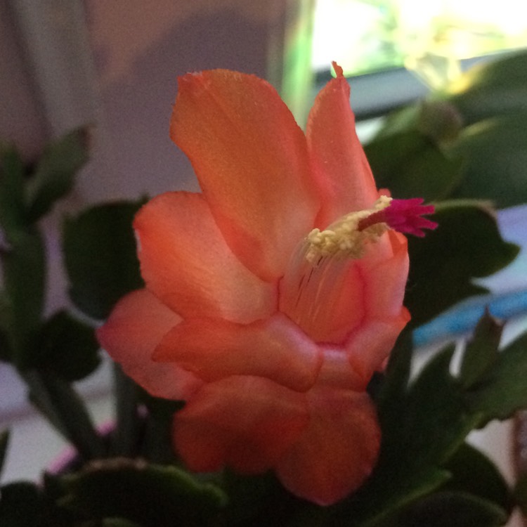 Plant image Schlumbergera truncata Rio Brazil