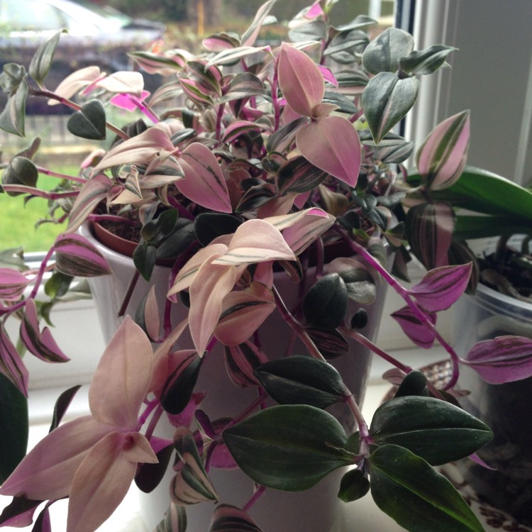 Plant image Tradescantia  'Houseplants'