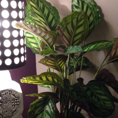 Calathea roseopicta