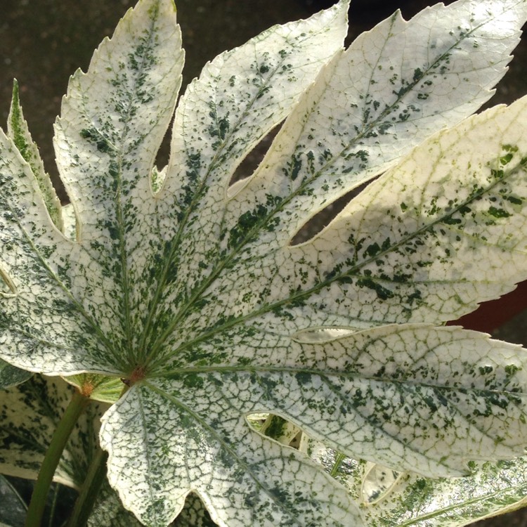 plant image 317521