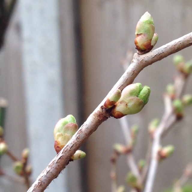 plant image 327587