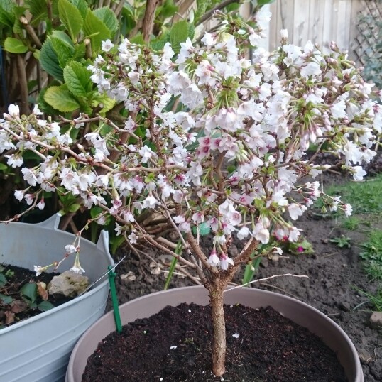 plant image 32759