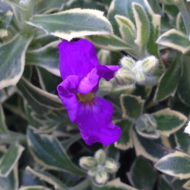 Aubrieta deltoidea 'Dr. Mules Variegated'