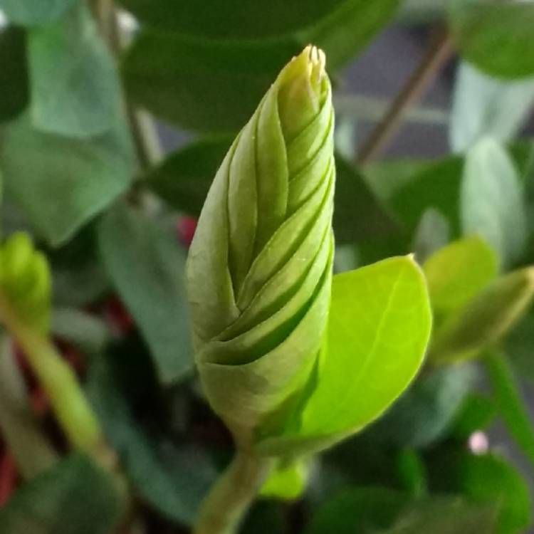 Plant image Zamioculcas zamiifolia