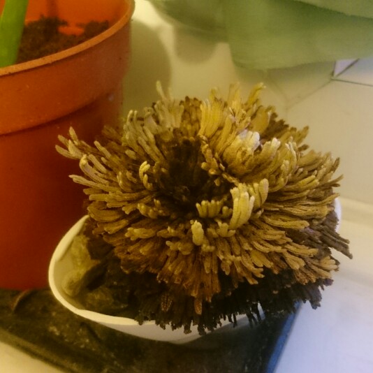 Selaginella lepidophylla syn. Lycopodium lepidophyllum