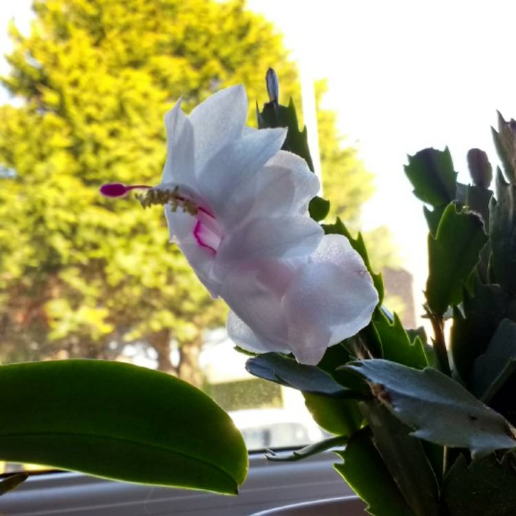 Plant image Rhipsalidopsis rosea