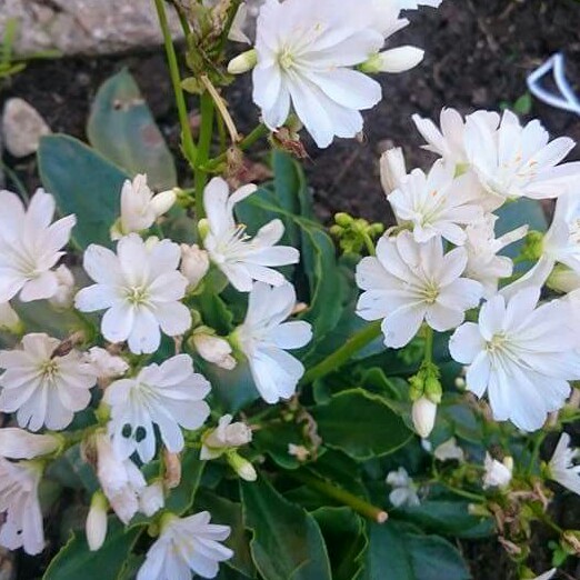 plant image 33733