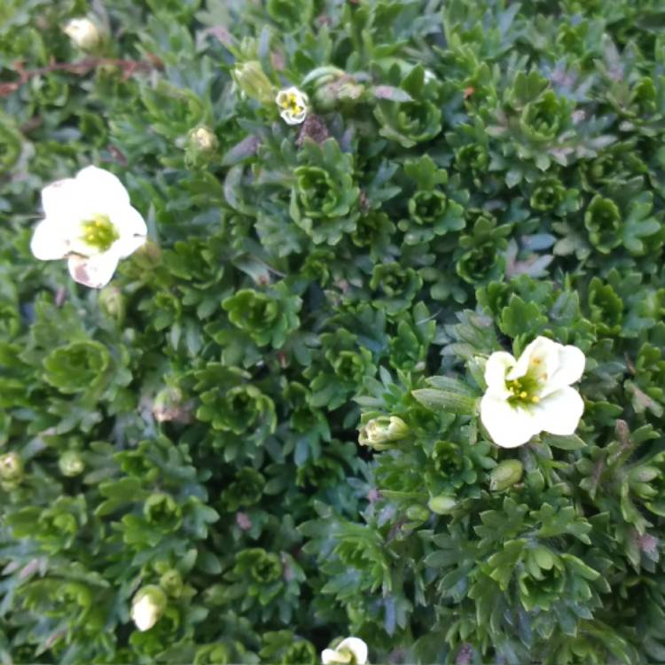 plant image 341383 plant image 341383