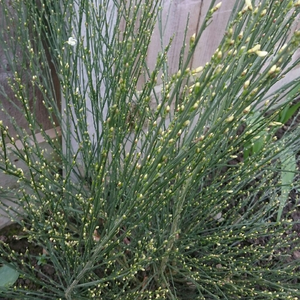 plant image 34141 plant image 34141